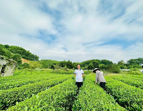 Chè Việt Nam - Thực trạng và giải pháp để phát triển bền vững.