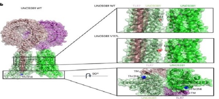 Biến đổi di truyền được xác định là yếu tố chính gây bệnh lupus ở trẻ em