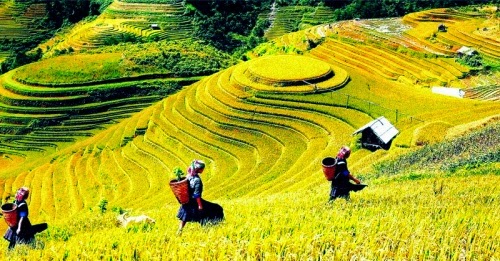 Ngành Chè
