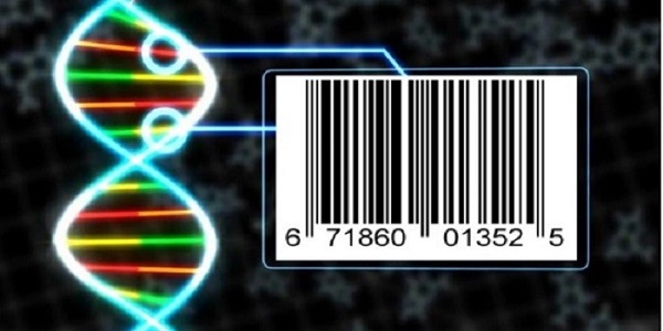 Nghiên cứu định loại và phát triển mã vạch ADN (DNA barcoding) trên tôm hùm (Panulirus spp.)